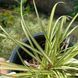 Осока птахонога variegata, Зелений