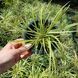 Осока птахонога variegata, Зелений