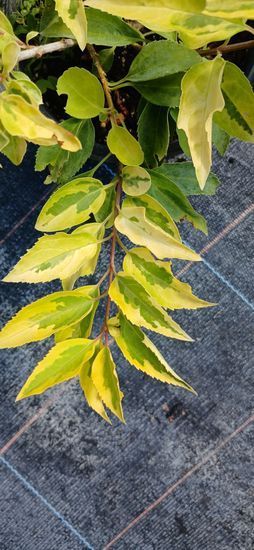 Форзиція середня &ldquo;Aurea Variegata Golden Times&rdquo; с3, Зелений