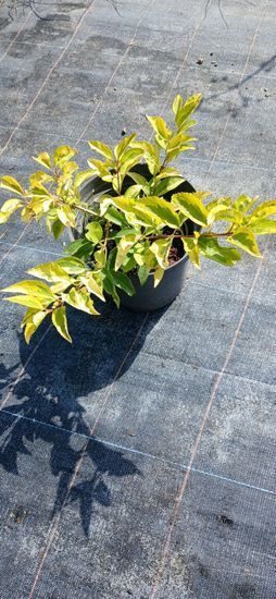 Форзиція середня &ldquo;Aurea Variegata Golden Times&rdquo; с3, Зелений