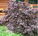 Лещина Purpurea, ком 160-180 см