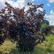 Ліщина Purpurea, ком 160-180 см, Бордовий
