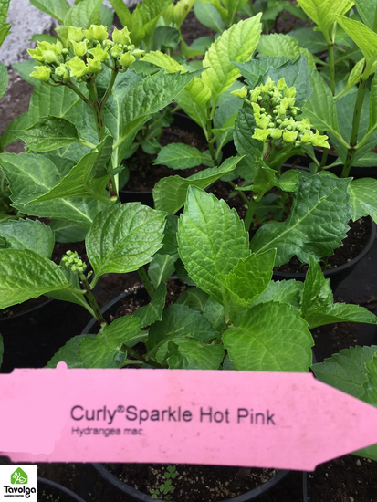 Гортензия крупнолистная Curly Sparkle Hot Pink с5, Розовый