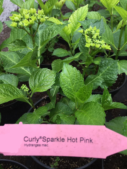 Гортензия крупнолистная Curly Sparkle Hot Pink с5, Розовый