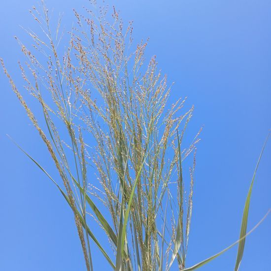 Просо прутовидне Prairie sky, р12