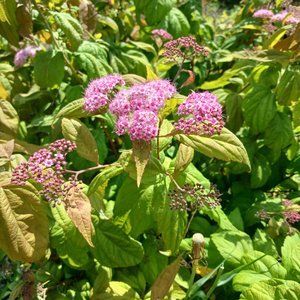 Спірея японська Macrophylla h 0.8-1.0 ОКС, Зелений