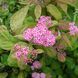 Спірея японська Macrophylla h 0.8-1.0 ОКС, Зелений