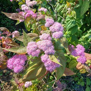 Спірея Macrophylla , с2