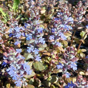 Живучка (Аюга) ползучая Atropurpurea р12 ЗКС, Сиреневый