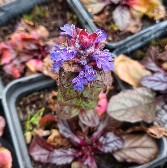 Живучка (Аюга) ползучая Atropurpurea р12 ЗКС, Сиреневый