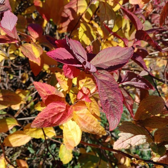 Спірея Macrophylla , с2