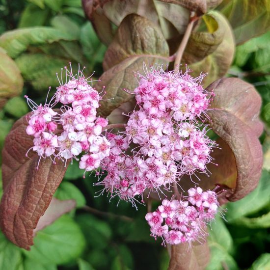 Спірея Macrophylla , с2