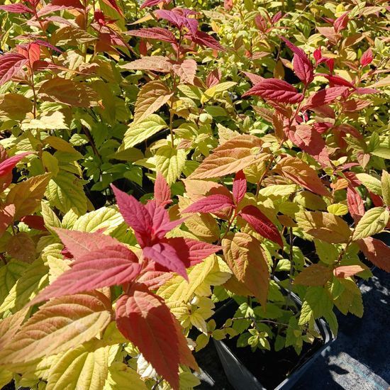 Спірея Macrophylla , с2