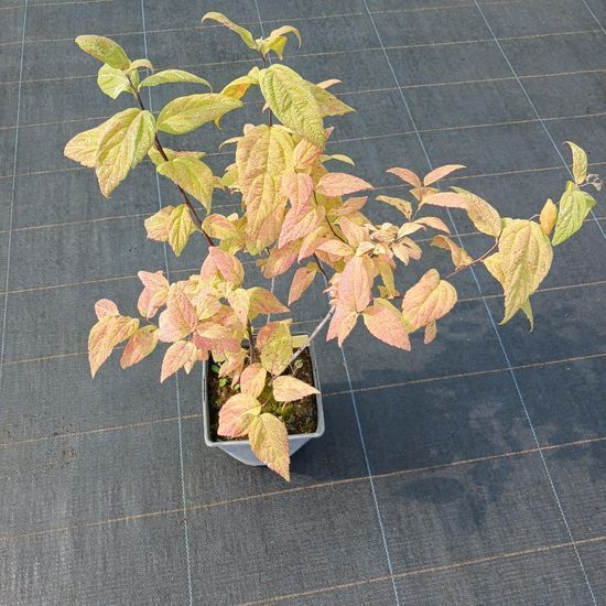 Спірея Macrophylla , с2
