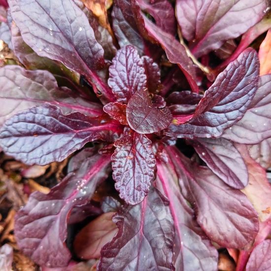 Живучка (Аюга) ползучая Atropurpurea р12 ЗКС, Сиреневый