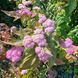 Спірея Macrophylla , с2