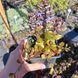 Живучка (Аюга) повзуча Atropurpurea р12 ЗКС, Фіолетовий