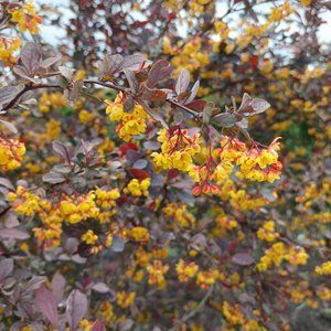Барбарис Тунберга Atropurpurea c3 ЗКС
