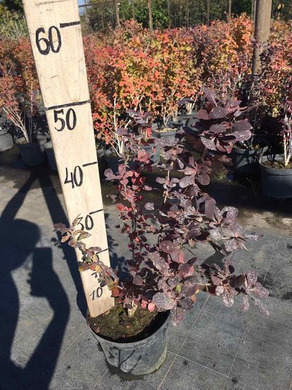 Барбарис Тунберга Atropurpurea c3 ЗКС