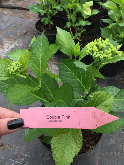 Гортензия крупнолистная Double Pink - Розовая с5, Красный