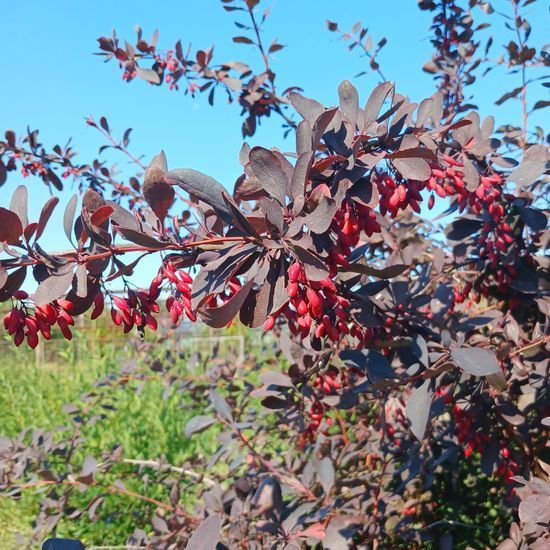 Барбарис Тунберга Atropurpurea c3 ЗКС