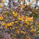 Барбарис Тунберга Atropurpurea c3 ЗКС