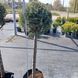 Кипарис арізонський Cupressus arizonica Fastigiata формований
