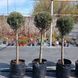 Кипарис арізонський Cupressus arizonica Fastigiata формований