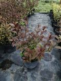 Вейгела квітуча Nana Purpurea С2 ЗКС