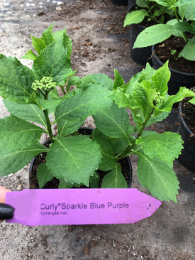 Гортензія крупнолиста Curly Sparkle Blue Purple - змінюється від світло-зеленої до синьо-рожевої та фіолетової с5