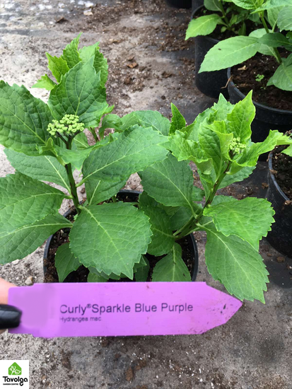 Гортензия крупнолистная Curly Sparkle Blue Purple с5