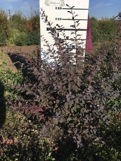 Барбарис Тунберга Atropurpurea h120-140 RB