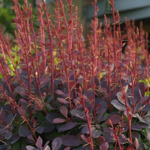 Барбарис Тунберга Atropurpurea h120-140 RB