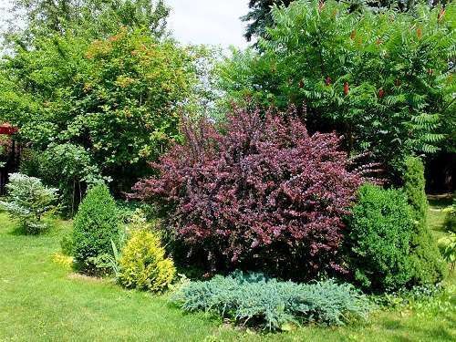 Барбарис Тунберга Atropurpurea h120-140 RB