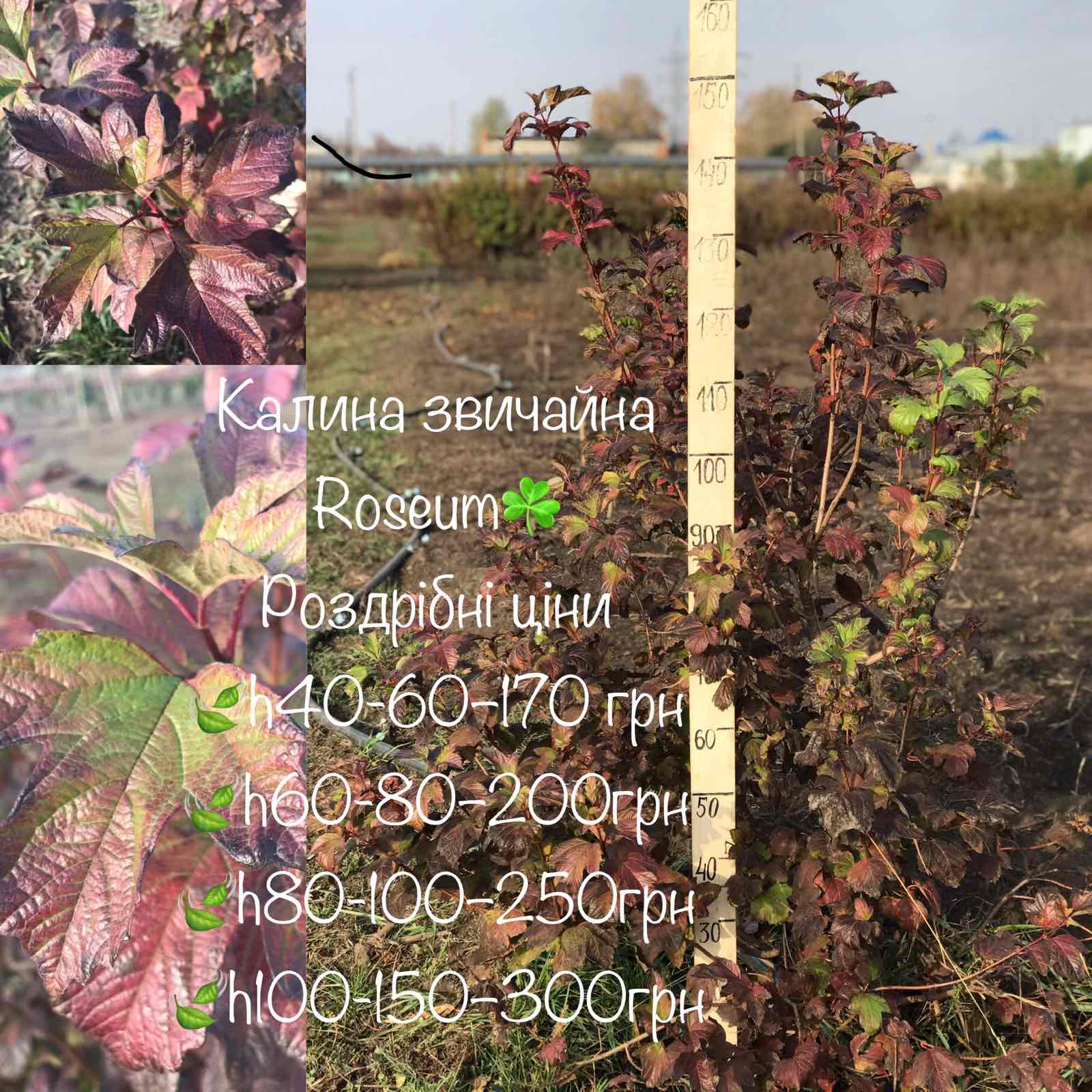 Купить многолетние цветы Киев